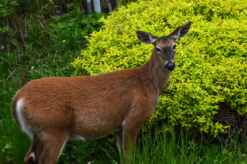 deer-in-front-of-chartreuse-spirea.jpg