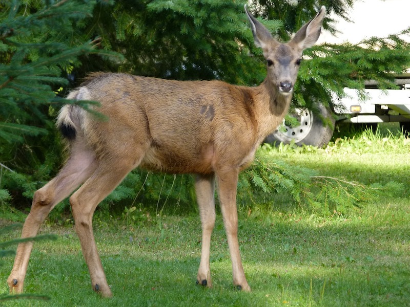 deer-in-front-of-conifer-tree.jpg