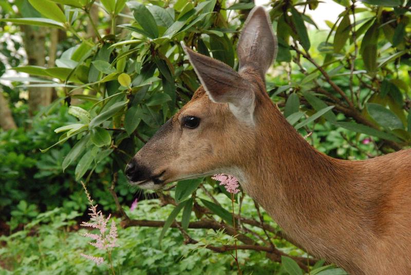 deer-in-front-of-rhododendron.jpg