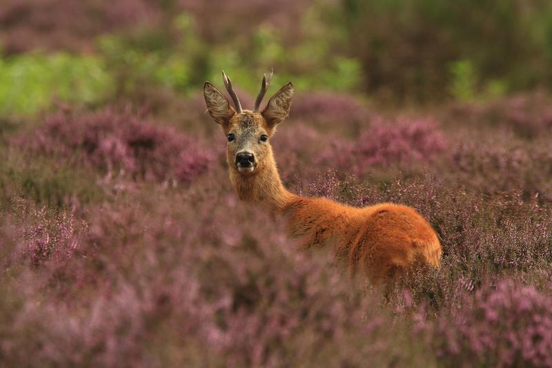 deer-in-heather-field.jpg