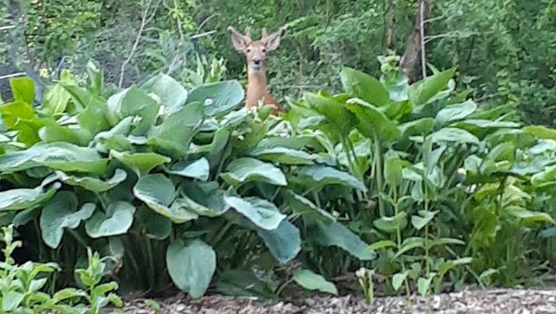 how to stop dogs from eating hostas