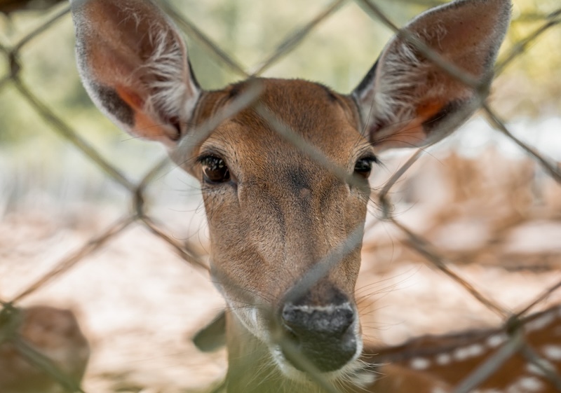 deer-peering-through-chain-link-fence.jpg