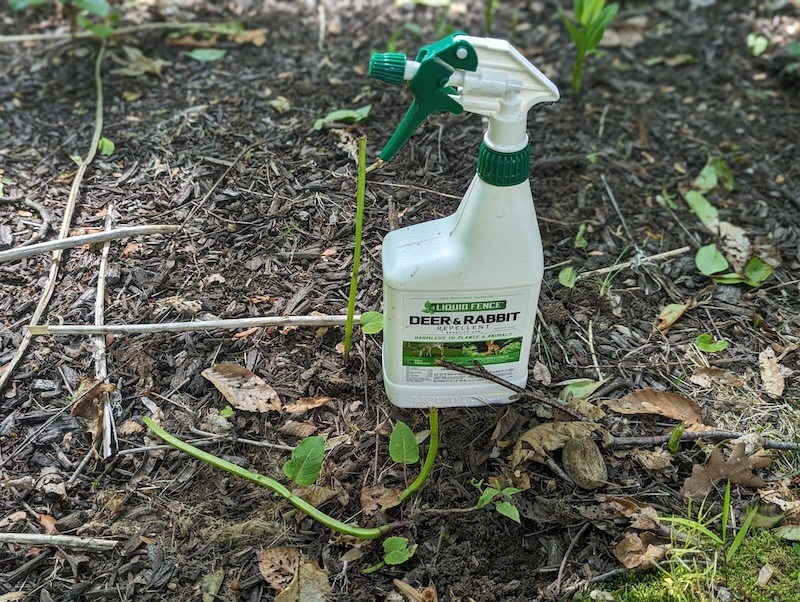 deer-repellent-next-to-decimated-bee-balm.jpg