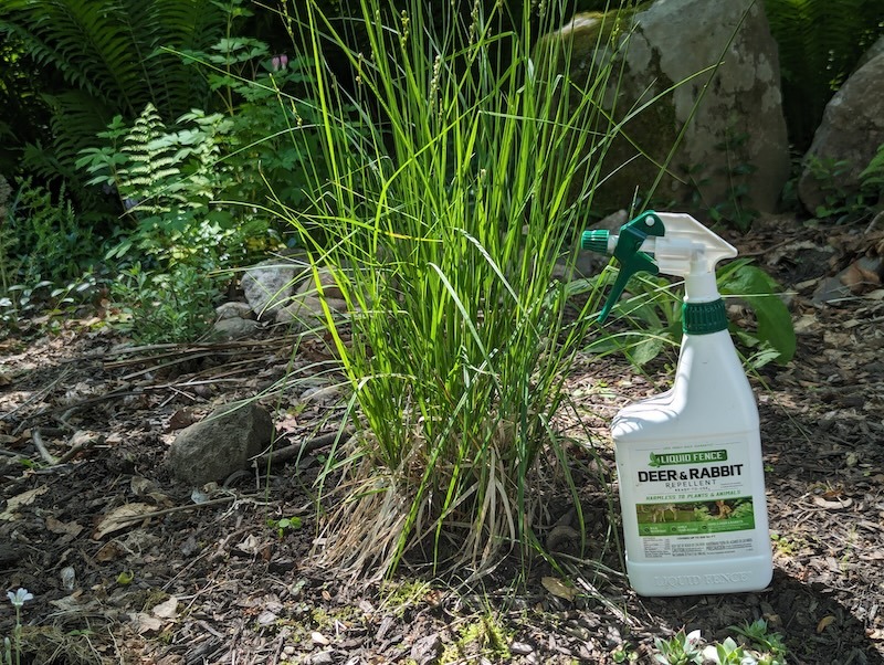 deer-repellent-next-to-ornamental-grass.jpg