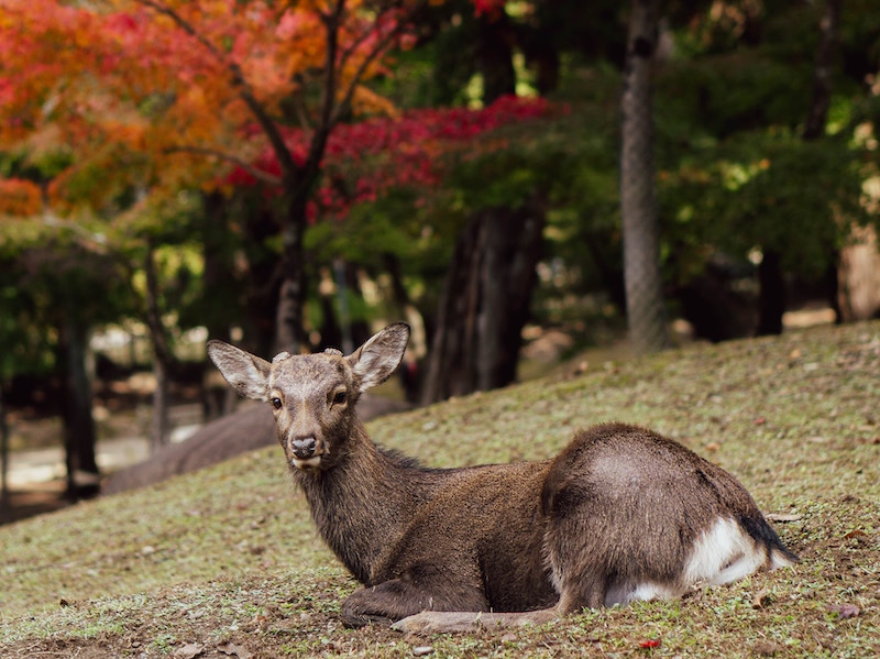 deer-sitting-in-grass-in-front-of-trees.jpg