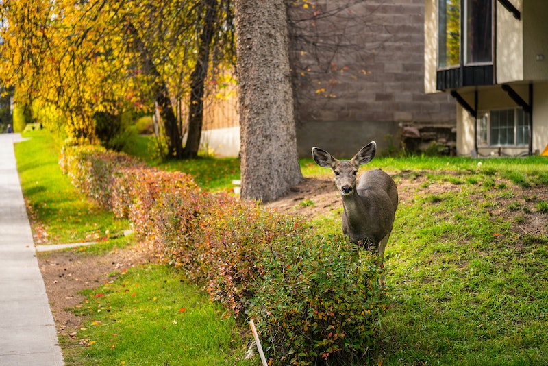 deer-standing-behind-hedge.jpg