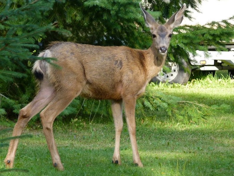 deer-watching-from-garden.jpg