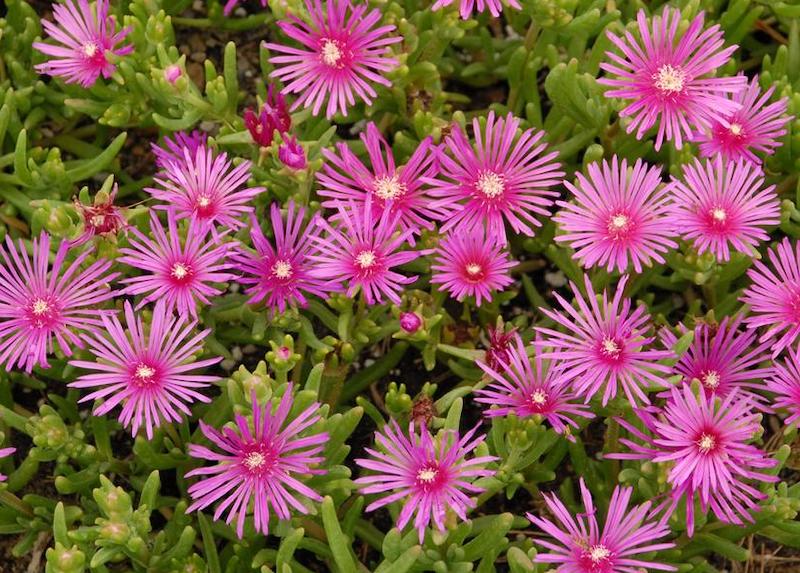 delosperma-cooperi-in-bloom.jpg