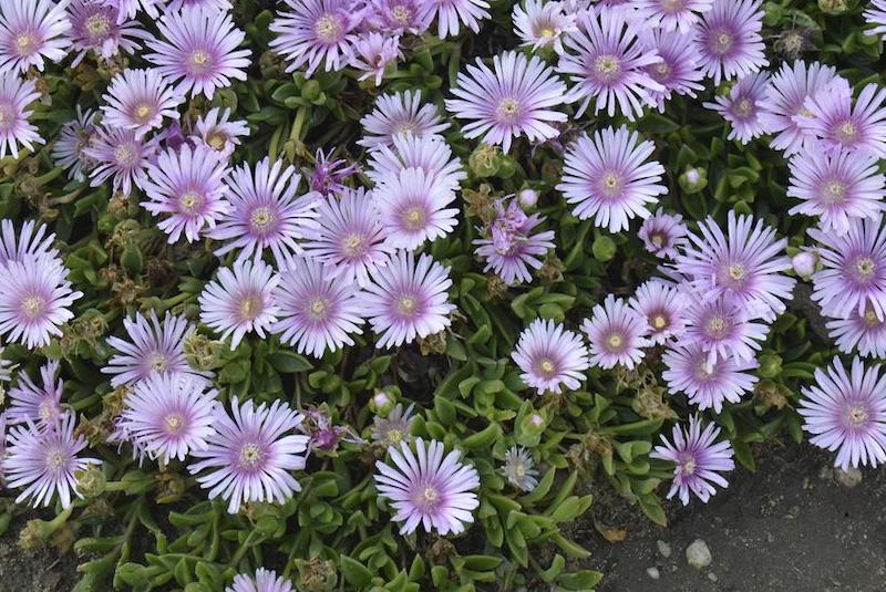 delosperma-lavender-ice-in-bloom.jpg