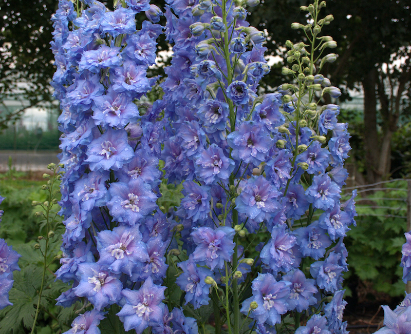 delphinium-blue-lace.jpg