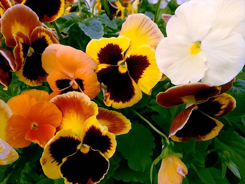 delta-pumpkin-pie-mix-pansy-flowers.jpg