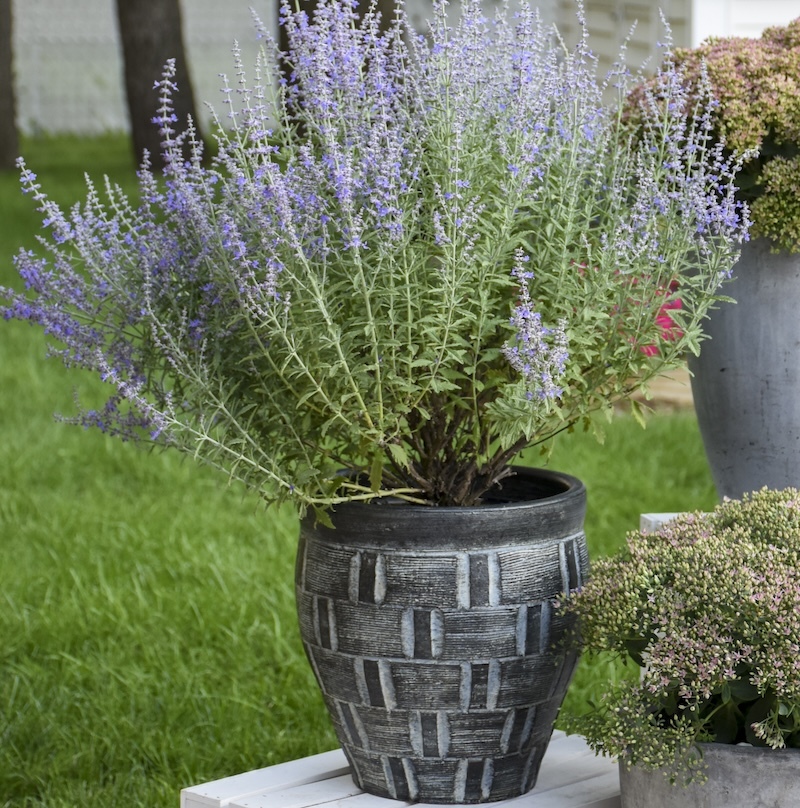 denim-n-lace-russian-sage-in-decorative-pot-outdoors.jpg