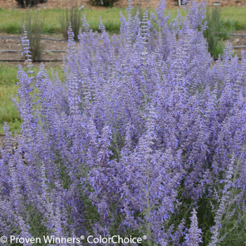 Denim N Lace Russian sage with purple blooms