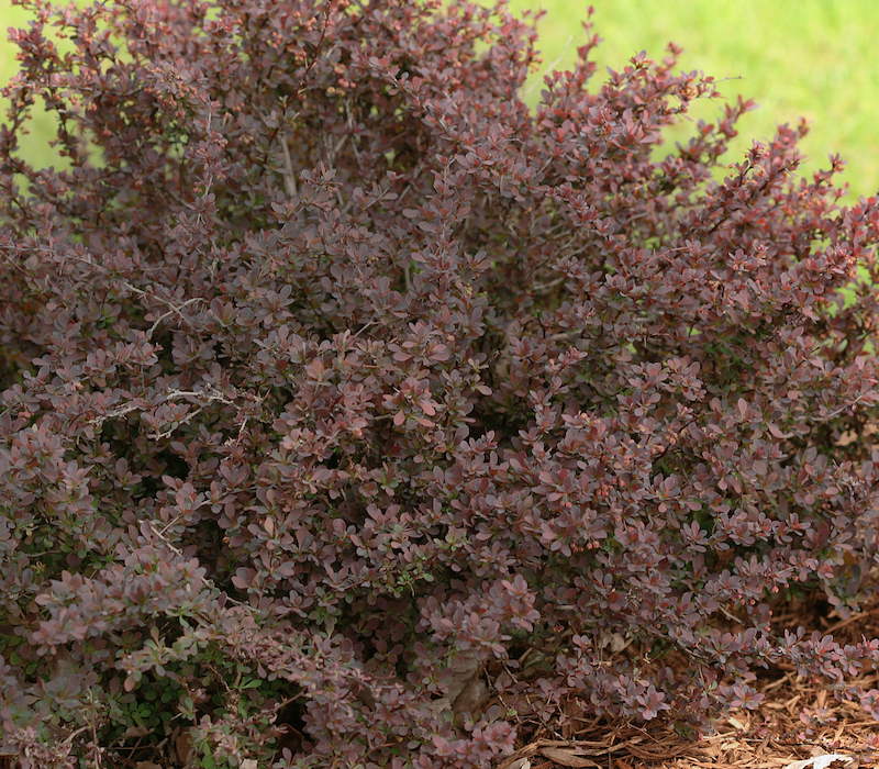 dense-branching-of-berberis-mini-salsa.jpg