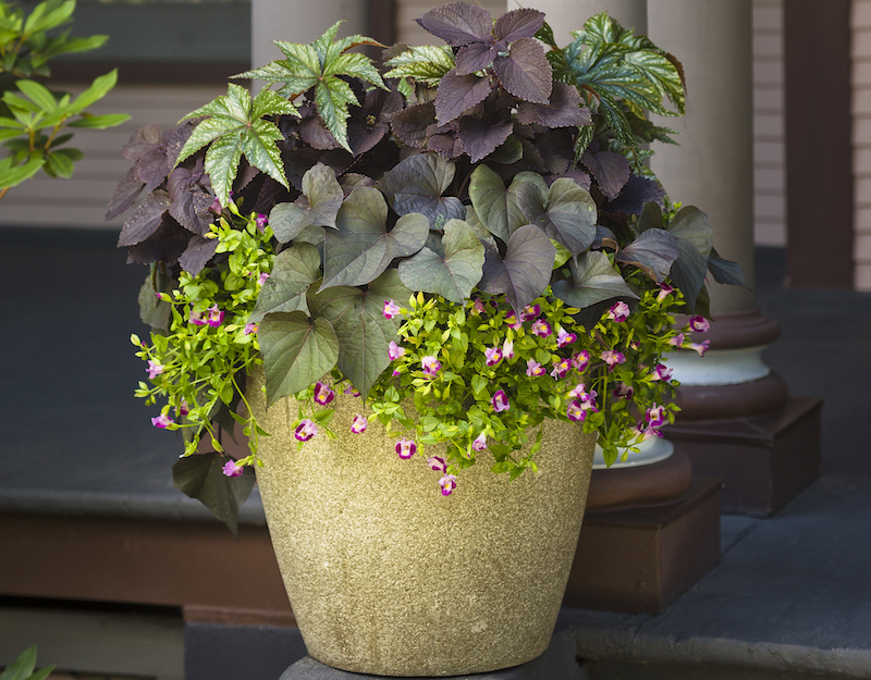 deocorative-container-with-catalina-pink-wishbone-flower-begonia-sweet-potato-vine-and-coleus.jpg