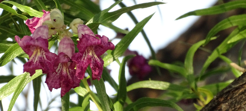 desert-willow-flowers-1.jpg