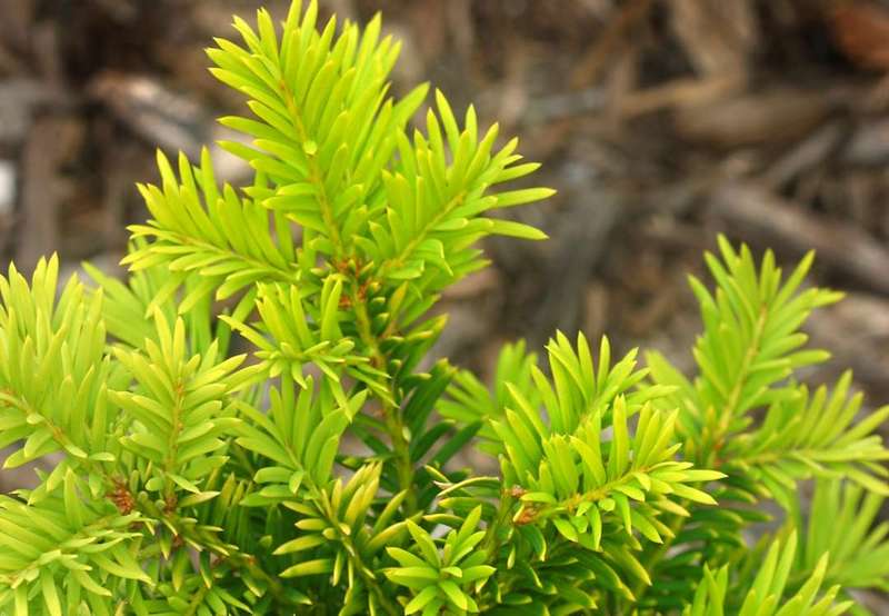 detailed-few-of-margarita-yew.jpg