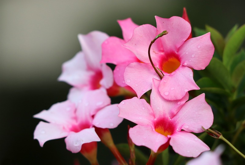 dew-drops-on-pink-rocktrumpet-floweres.jpg