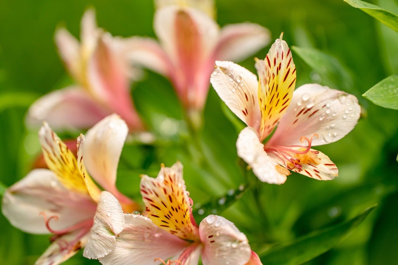 dew-on-peruvian-lily-blooms.jpg