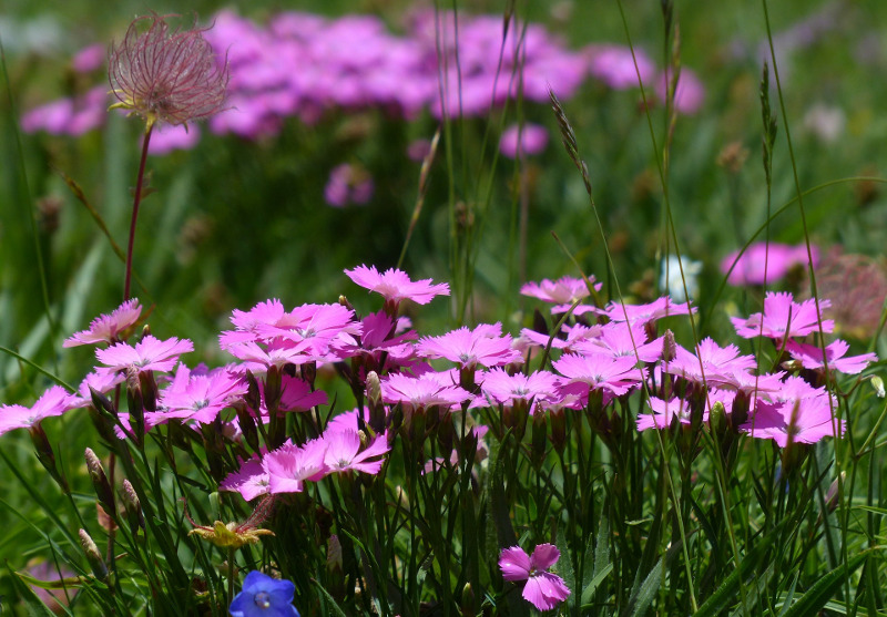 dianthus-growing-up-from-grass.jpg