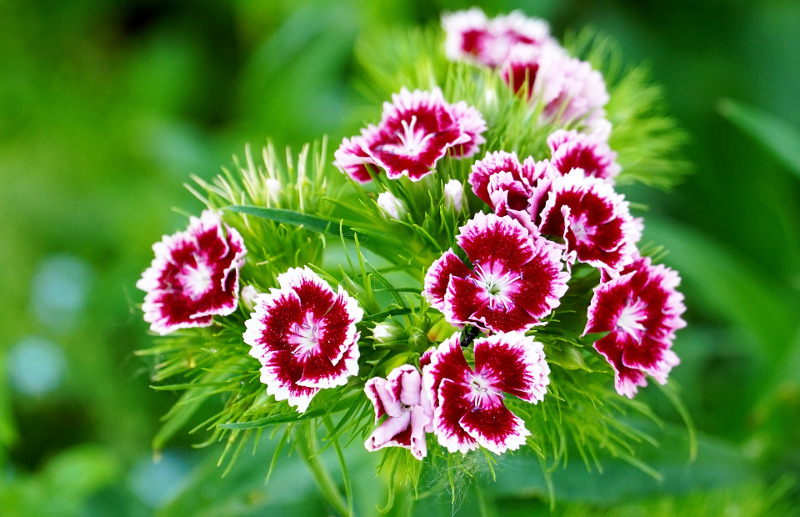 dianthus-in-the-summer.jpg