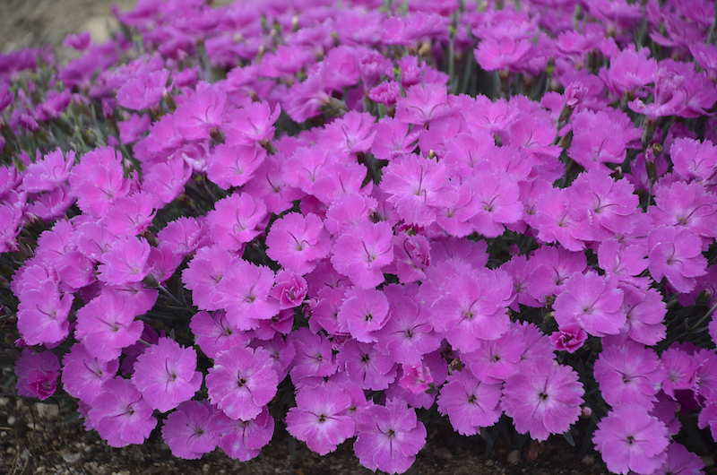 dianthus-paint-the-town-fuchsia.jpg