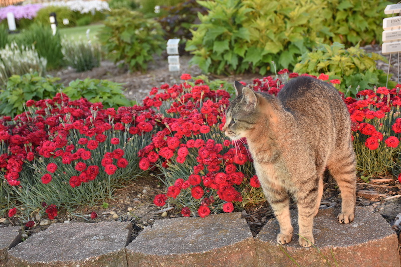 dianthus-with-a-cat.jpg