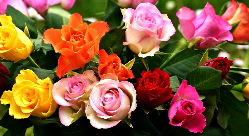 different-types-of-roses.jpg