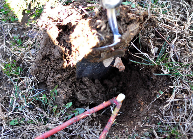 digging-a-hole-for-red-twig-dogwood-cutting.jpg