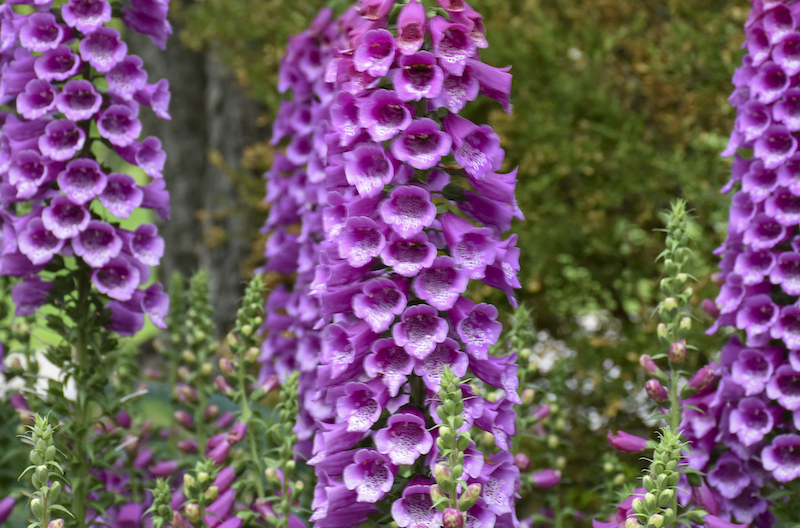 digitalis-purpurea-dalmatian-purple-in-bloom.jpg