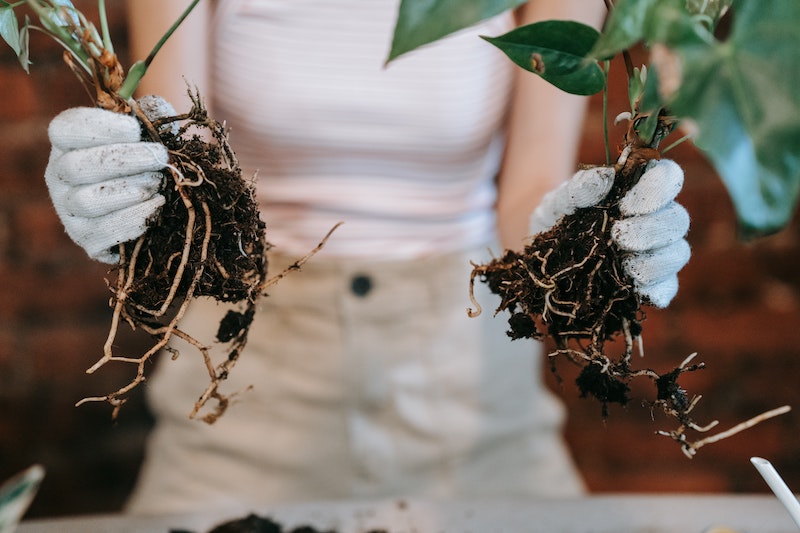 dividing-the-roots-of-a-houseplant.jpg