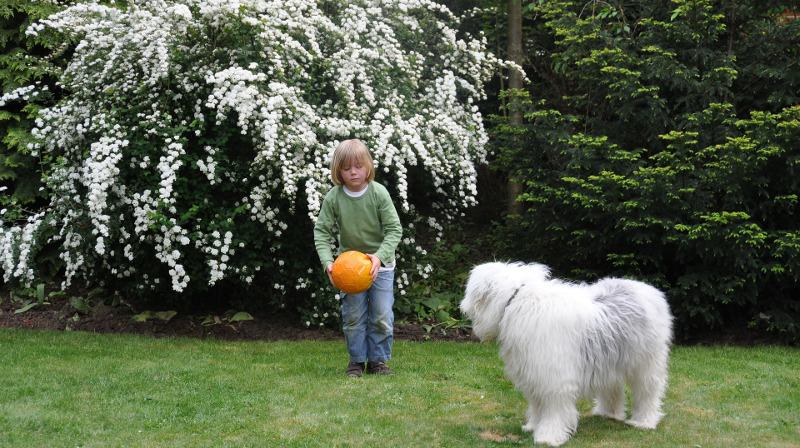 dog-and-boy-playing-next-to-spirea.jpg