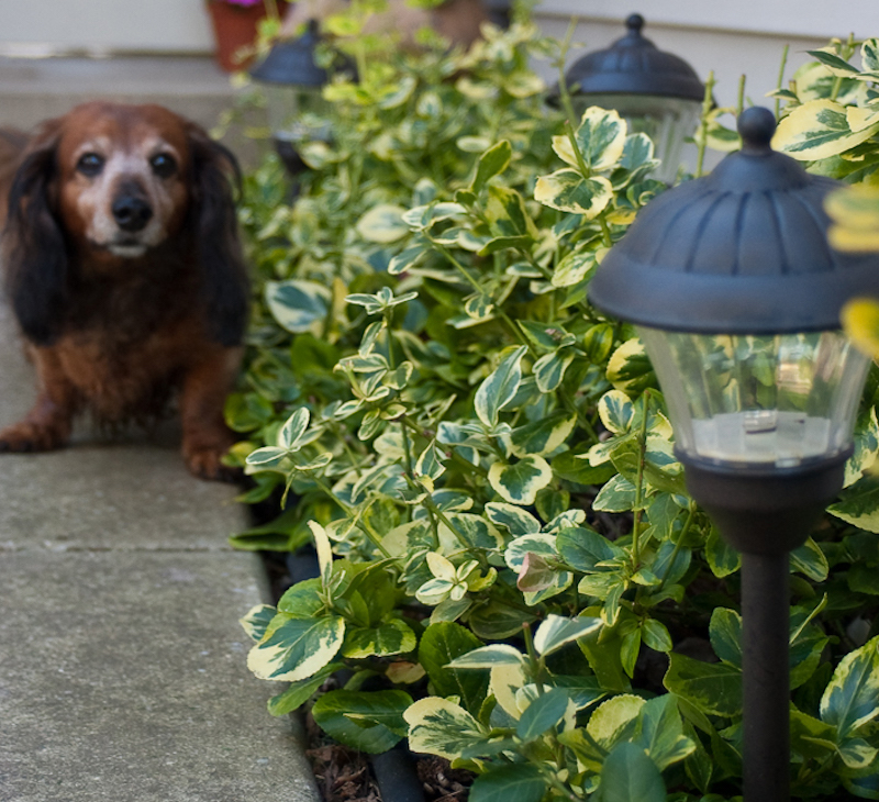 dog-behind-euonymus-planting.jpg