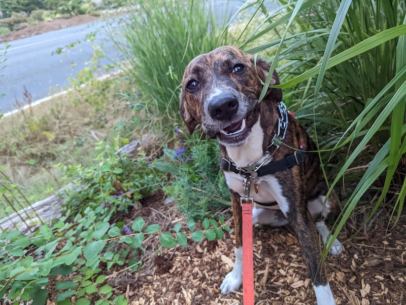 dog-in-a-planting-with-caryopteris.jpg