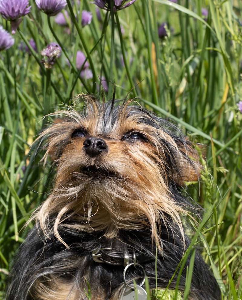 dog-in-front-of-chives-patch.jpg