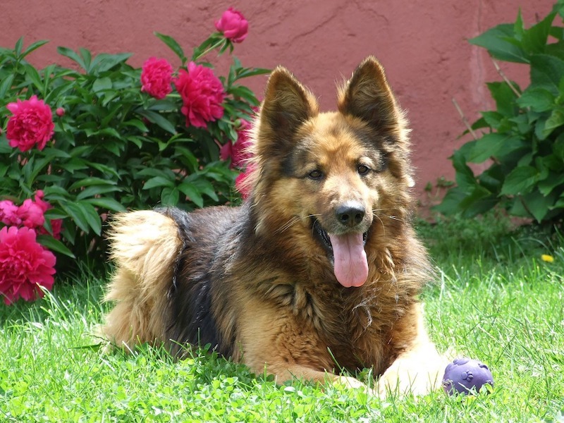 are peonies toxic to cats and dogs