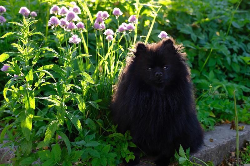 dog-in-front-of-planting-with-chives.jpg