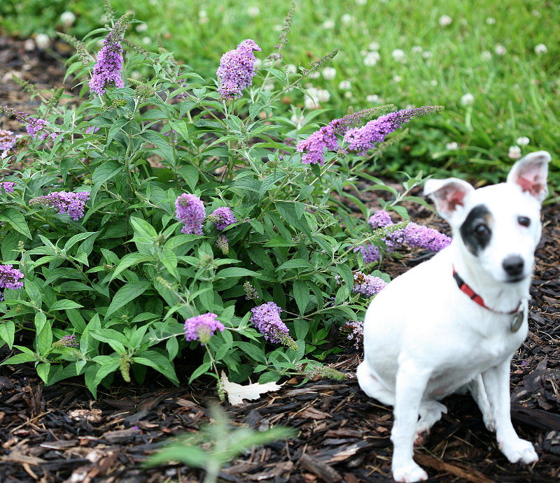 Are Butterfly Bushes Poisonous? | Plant 