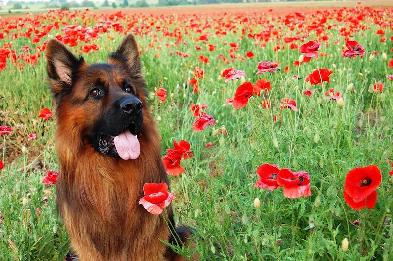 dog-sitting-in-red-poppy-field.jpg