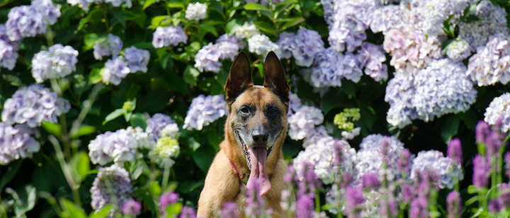 is a hydrangea poisonous to dogs