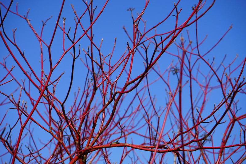 dogwood-branches-with-no-leaves.jpg