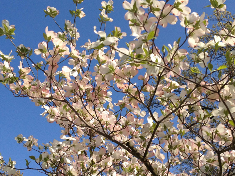 dogwood-shrub-flowering.jpg