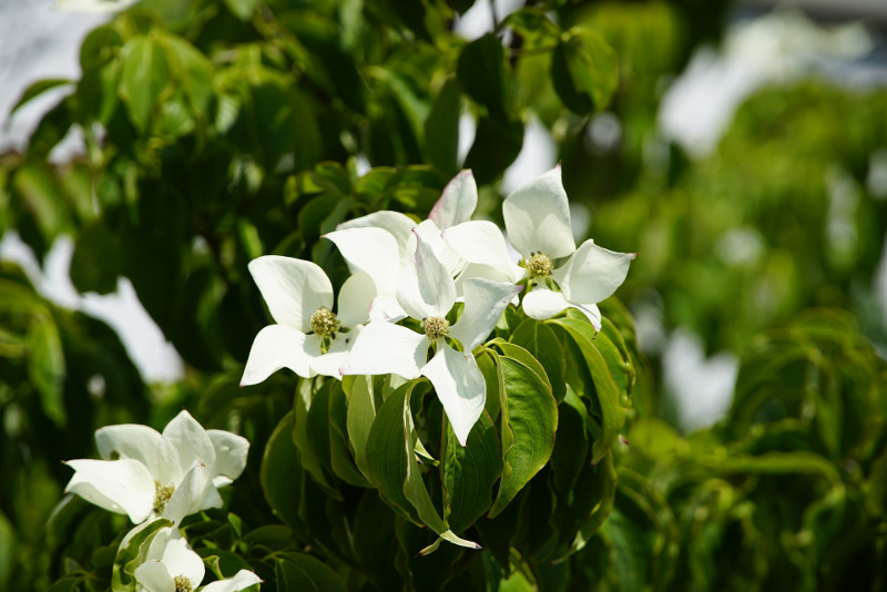 can you overwater a dogwood tree