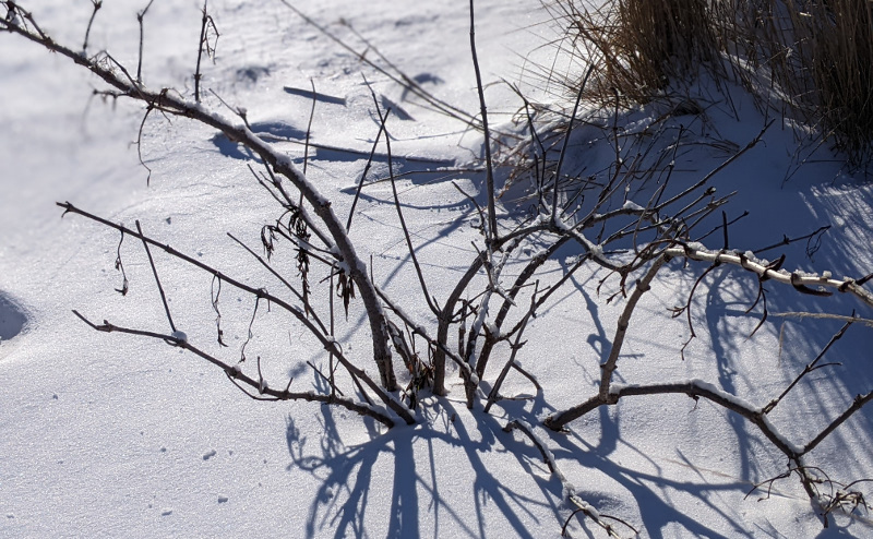 dormant-elderberry-shrub-covered-in-snow.jpg