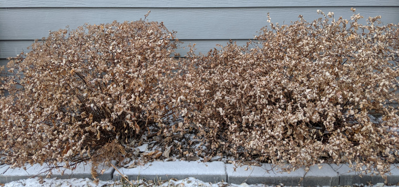 dormant-spirea-bushes-with-snow.jpg