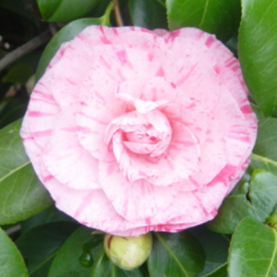 double-flowered-camellia.png