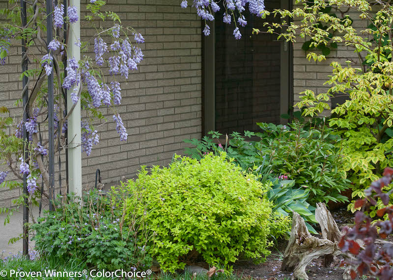 double-play-gold-spirea-planted-with-peonies-rose-of-sharon-hostas-and-wisteria.jpg