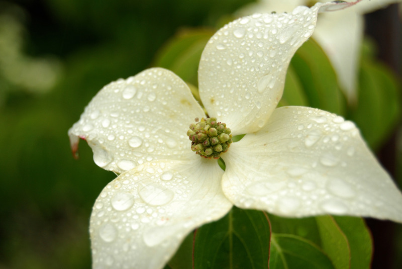 dowgood-flower-after-rain.jpg