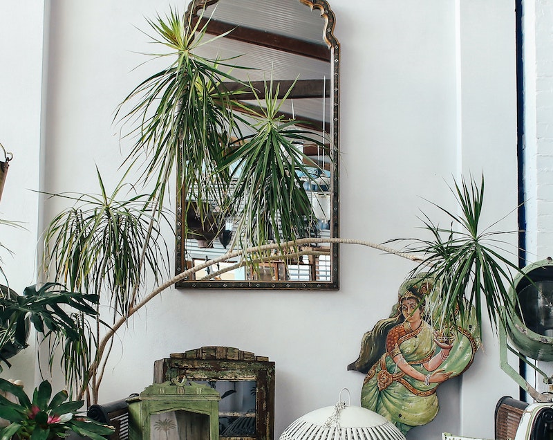 dracaena-growing-in-front-of-mirror.jpg