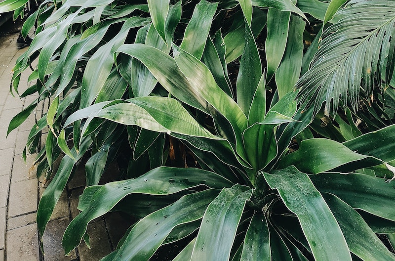 dracaena-growing-outdoors.jpg